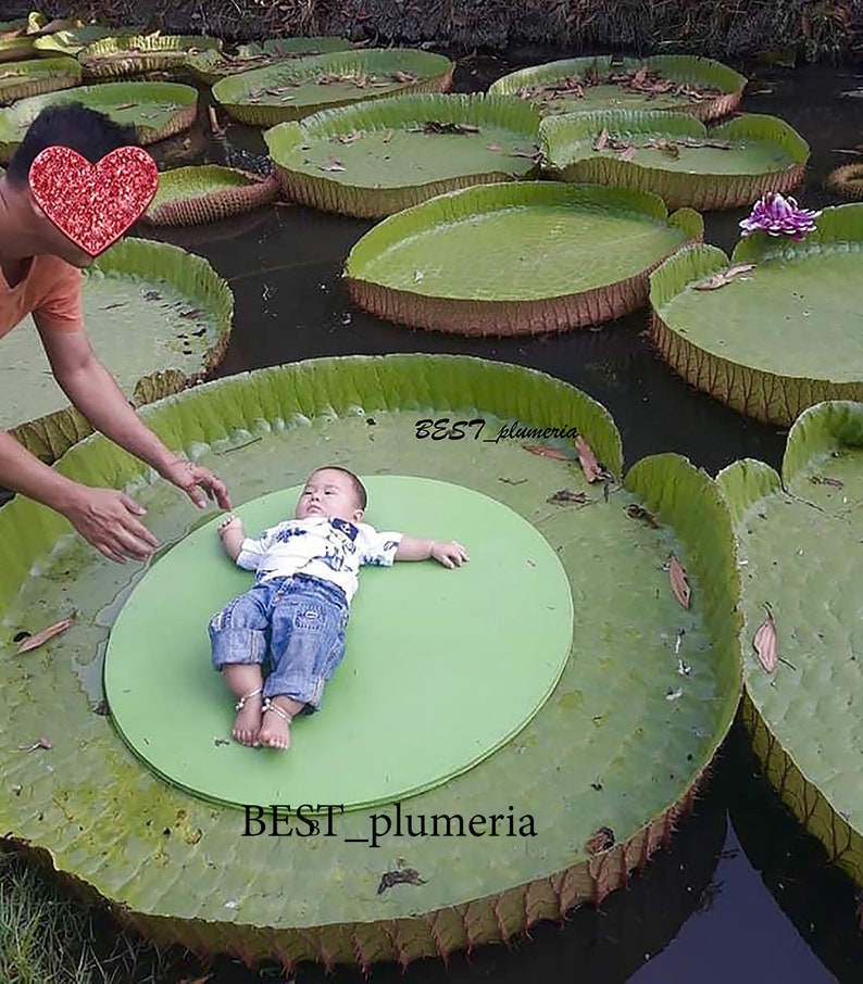 Victoria Amazonica/Giant Water Lily/Lotus/ 100 seeds image 1