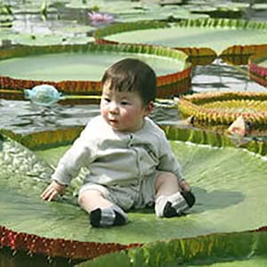 Victoria Amazonica/Giant Water Lily/Lotus/ 50 seeds image 1