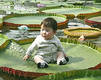 Victoria Amazonica/Giant Water Lily/Lotus/ 50 seeds!