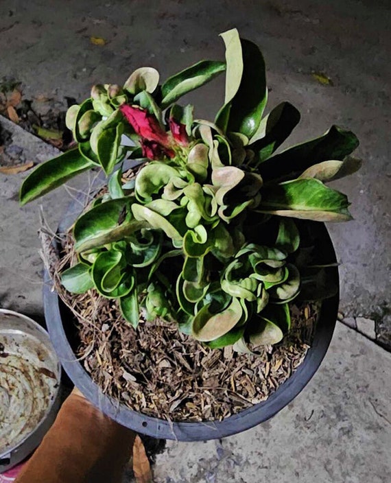 激レア/獅子葉/アデニウム/極美】Dorset Horn Adenium鉢植え 激レア