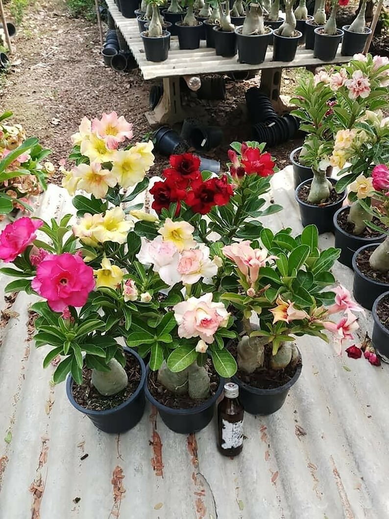 Adenium obesum Mixed 18 GRAFTED PLANTS Save Space image 2