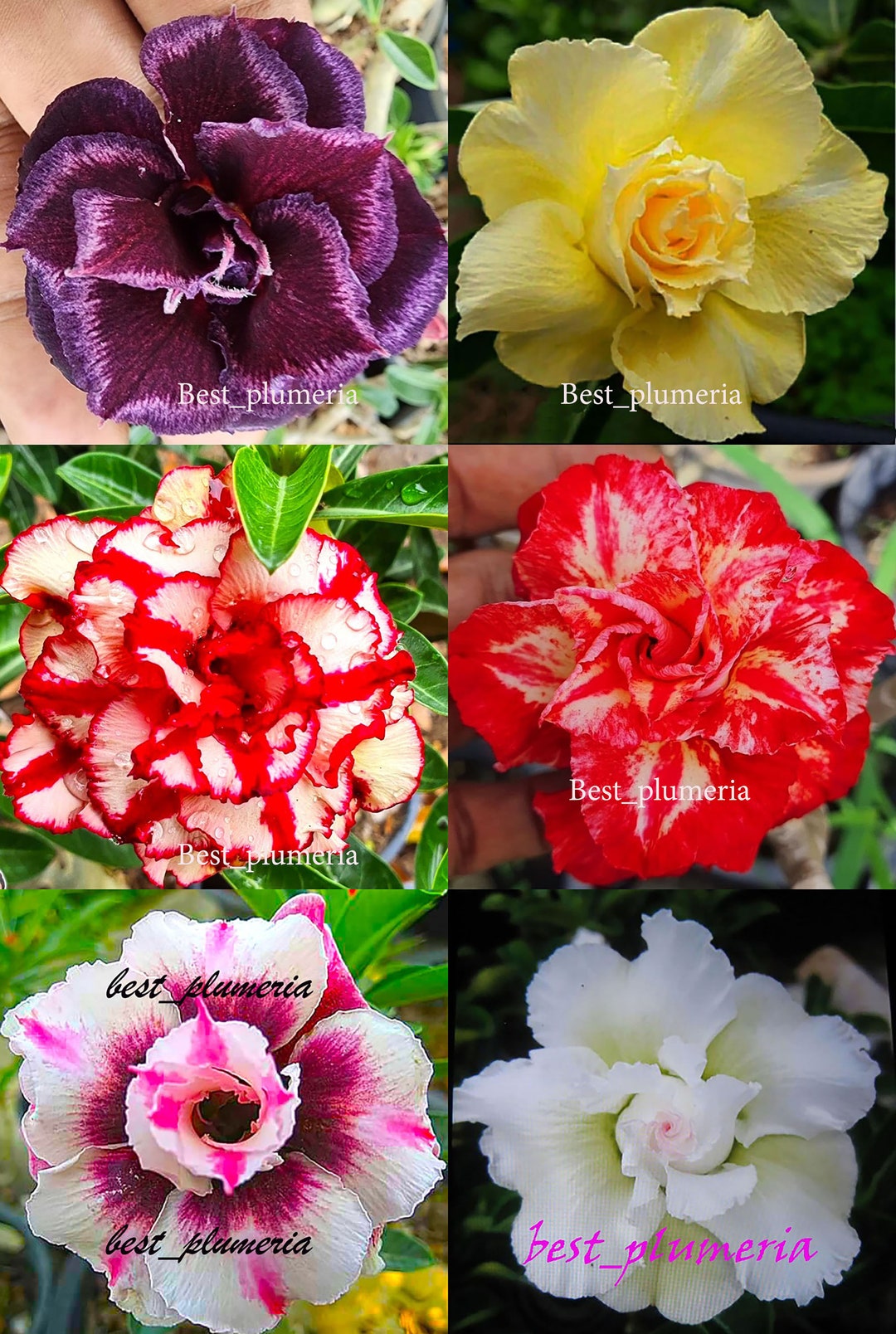 Rose du désert bulbes, adenium obesum mix,belle plante tropicale