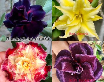 Adenium innestato, 4 piante esatte come in foto + certificato fitosanitario gratuito!!