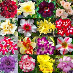 May include: A collage of 16 different types of plumeria flowers, each with unique colors and patterns. The flowers are arranged in a grid, with the text "Best_plumeria" appearing on several of the images.
