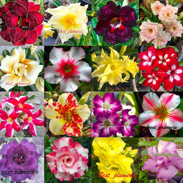 Adenium Obesum "identified by color" 1,100 "Seeds 16 Types