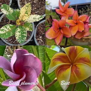 Plumeria /Plants/&quot; 4 Cutting&quot; / 10-12 inches Collect RARE