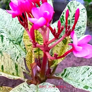 Wholesale!! Plumeria Variegated/plants/12 cuttings/ Mixed 10- 12 Inches
