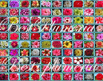 Adenium Obesum Desert rose &quot;identified by color&quot; 1,100 &quot; Seeds 100 Types fresh free gift!