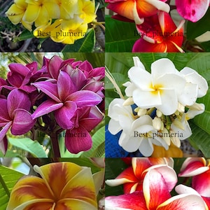 Ausschnitte/veredelte Plumeria/Pflanzen/ 6 Arten