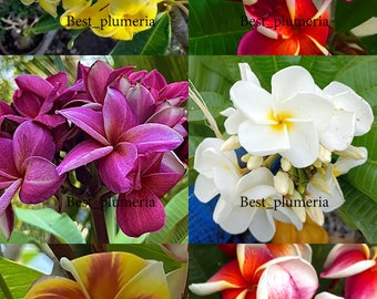 Coupe/Plumeria greffé/Plantes/" 6 Types " /10-12 pouces