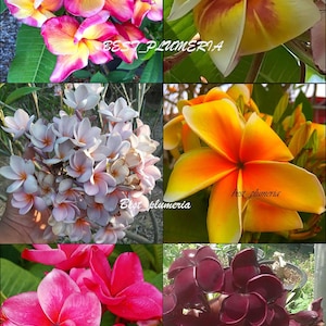 Ausschnitte/veredelte Plumeria/Pflanzen/ 6 Arten