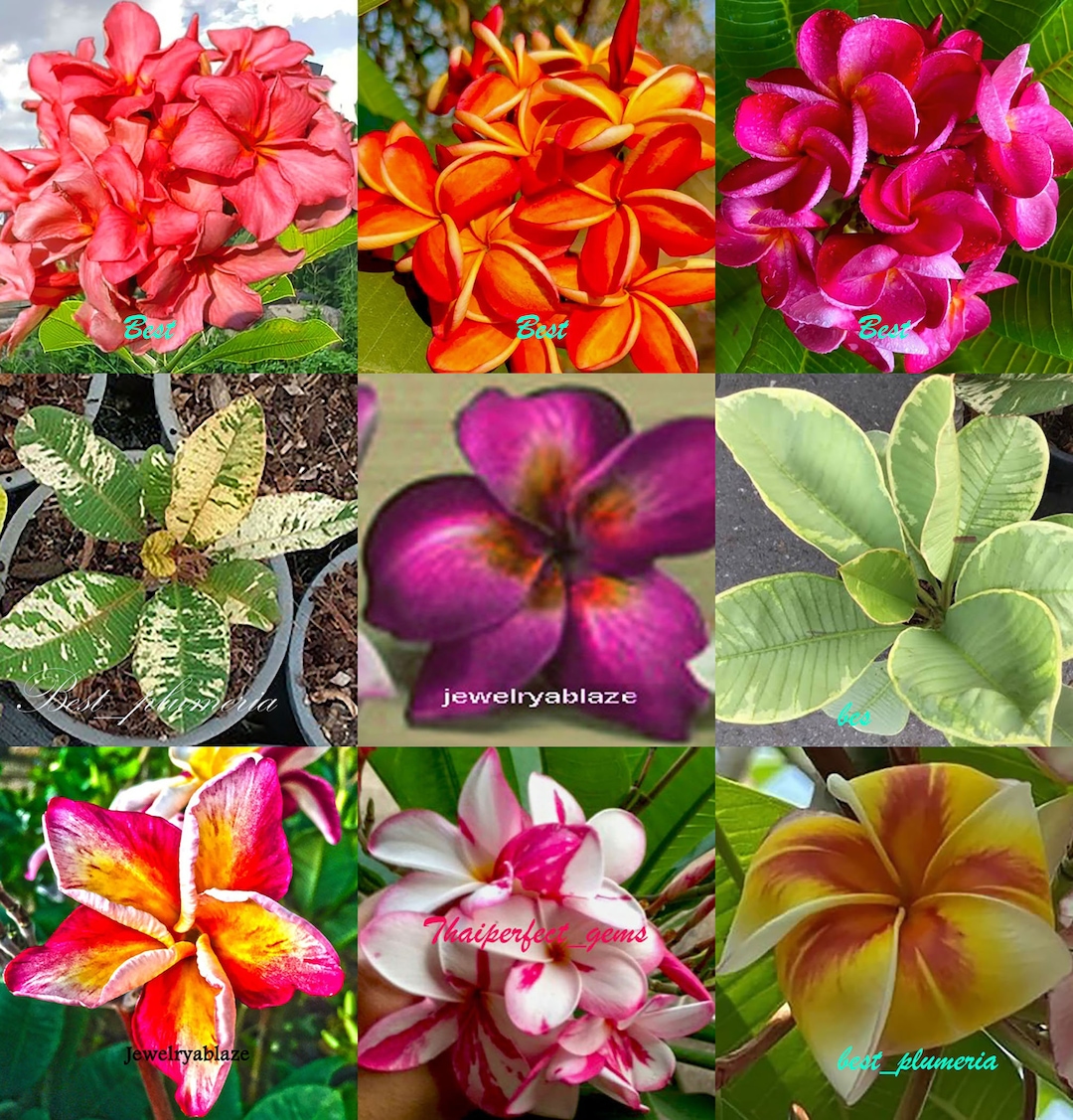 Plumeria CENDANA EMAS カット苗 il_1080xN.5424422166_t8wk.jpg