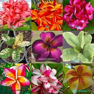 Plumeria /Plants/&quot; 9 Cutting&quot; / 10-12 inches Collect RARE