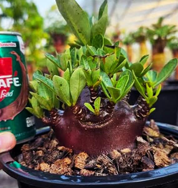 bonsai halten Bonsai ziehen, gestalten und pflegen