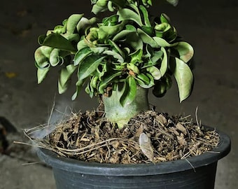 Adenium Dorset Horn desert rose DHA compact plant #2 wow!!