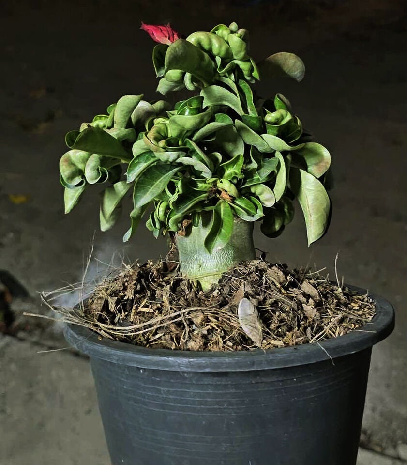 Adenium Dorset Horn Desert Rose DHA Compact Plant #2 Wow