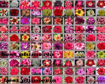 Adenium Obesum Desert rose  &quot;identified by color&quot; 1,100 &quot; Seeds 100 Types fresh!!free gift