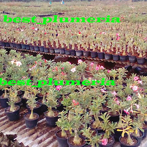 Adenium obesum Mixed 18 GRAFTED PLANTS Save Space image 6