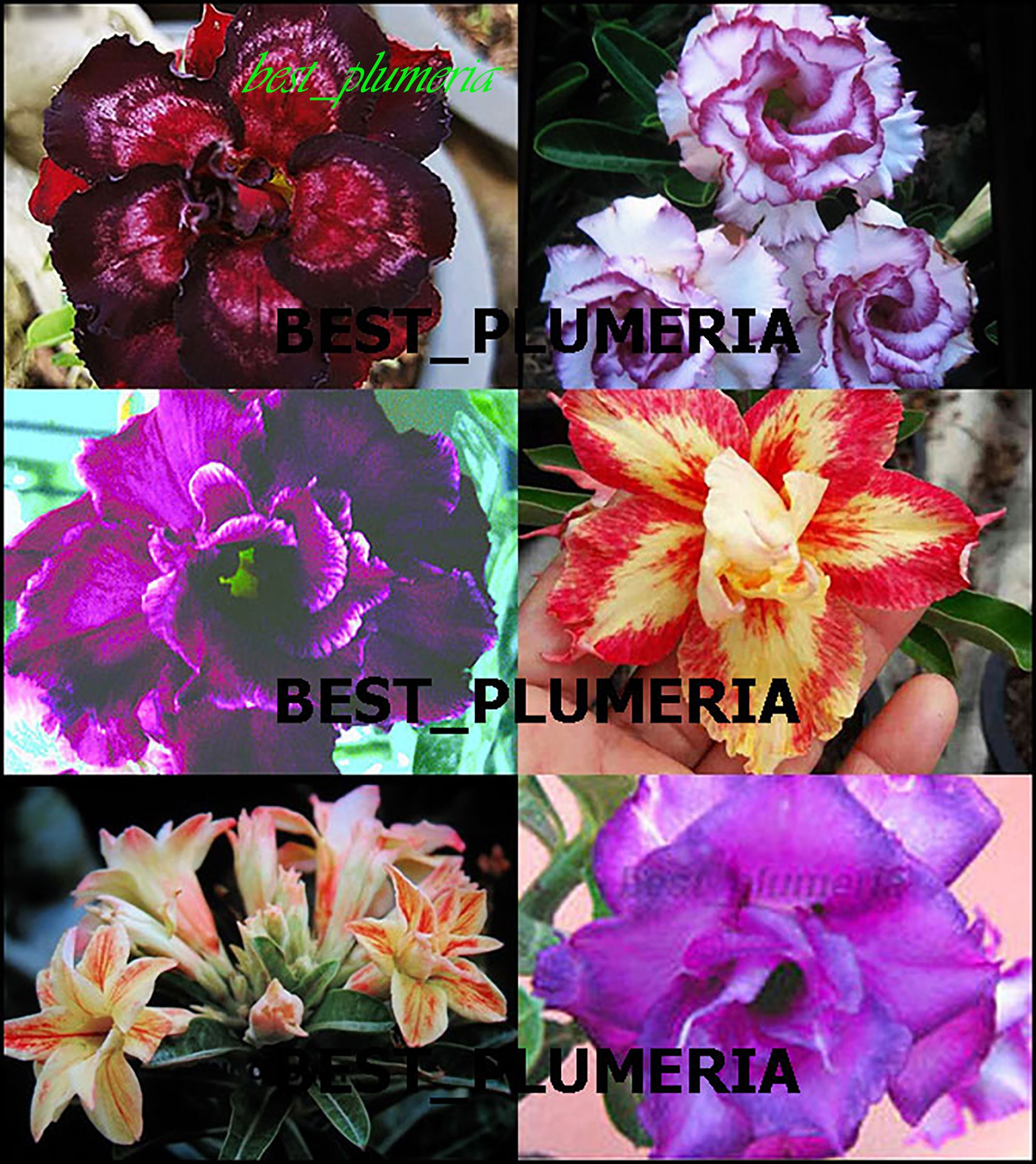 Lot De 6 Plants D’Adenium Greffés – Rose Du Désert – Multicolore – Fait Main