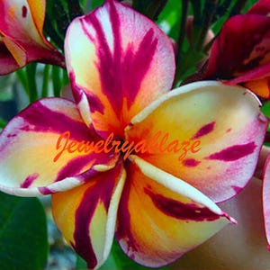 Plumeria /plants/ 2 cutting / Suriya 10- 12 Inches