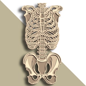 Könnte beinhalten: Eine detaillierte Illustration eines menschlichen Skeletts, die den Brustkorb und die Beckenknochen zeigt. Das Skelett ist in einem hellbraunen Farbton dargestellt, was ihm ein Vintage-Ästhetik einer anatomischen Illustration verleiht.