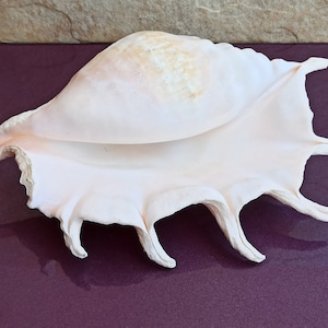 Grande enorme bellissima conchiglia, grande conchiglia, enorme conchiglia oceanica, tesoro di conchiglie marine, conchiglie naturali, decorazione di conchiglie marine, decorazione di nozze