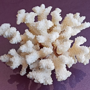 Wedding Decoration, White Coral, Natural White Coral Tree, Large Coral Tree, Coral Reef Decor, White Coral Reef, Natural Sea Coral