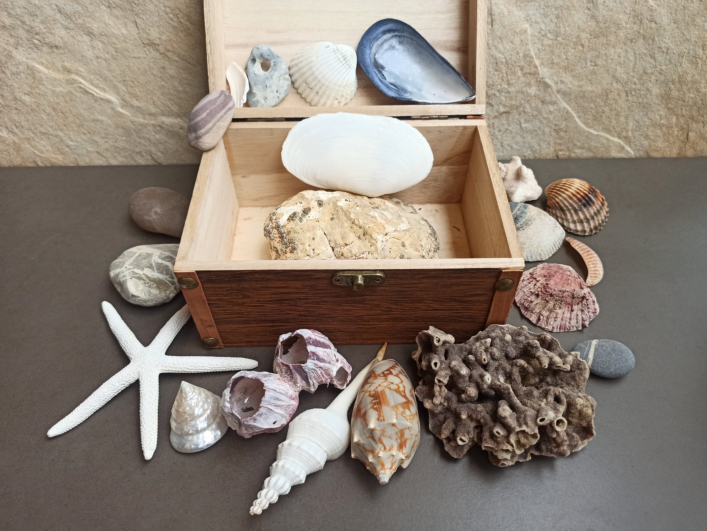ウェッジウッド【Seashell】日本未入荷　セット　貝殻テーブルコーディネート ウェッジウッド】セイラーズ フェアウェル by Kit Kemp 新商品の発売