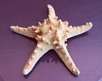 Large Starfish: Unique Ocean Decor (19x19x6 cm)