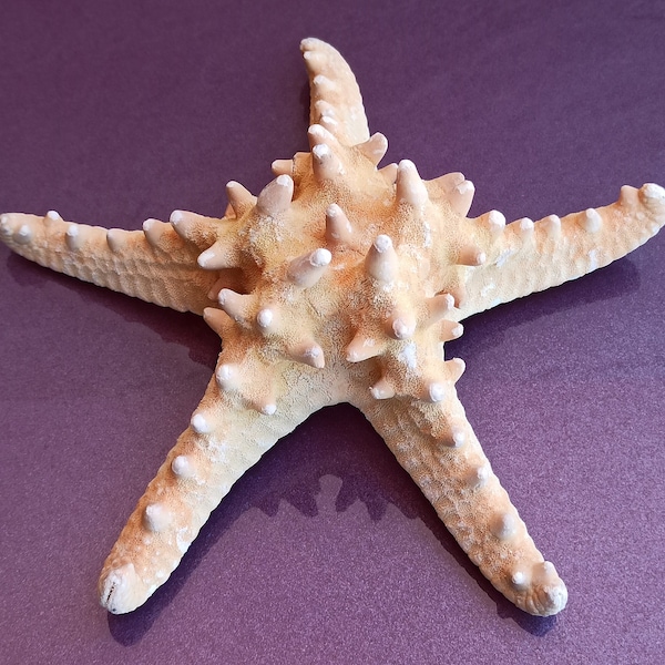 StarFish, Huge StarFish, Big StarFish, Sea StarFish, Ocean StarFish, Enormous StarFish, Unique Star Fish, Sea Treasure, Ocean Collection