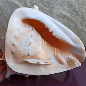 987g GRANDE Enorme Bellissima Conchiglia, Grande Conchiglia di Granchio, Enorme Conchiglia dell'Oceano, Tesoro di Conchiglie Marine, Conchiglie Naturali, Conchiglia Marina, Decorazione per Nozze
