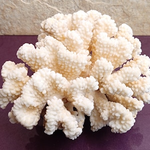 Natural White Coral Tree, White Coral, Coral Tree, Coral Reef Decor, White Coral Reef, Natural Sea Coral