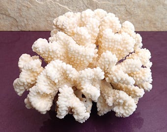 Natural White Coral Tree: Coastal Decor (180x150x110 mm)