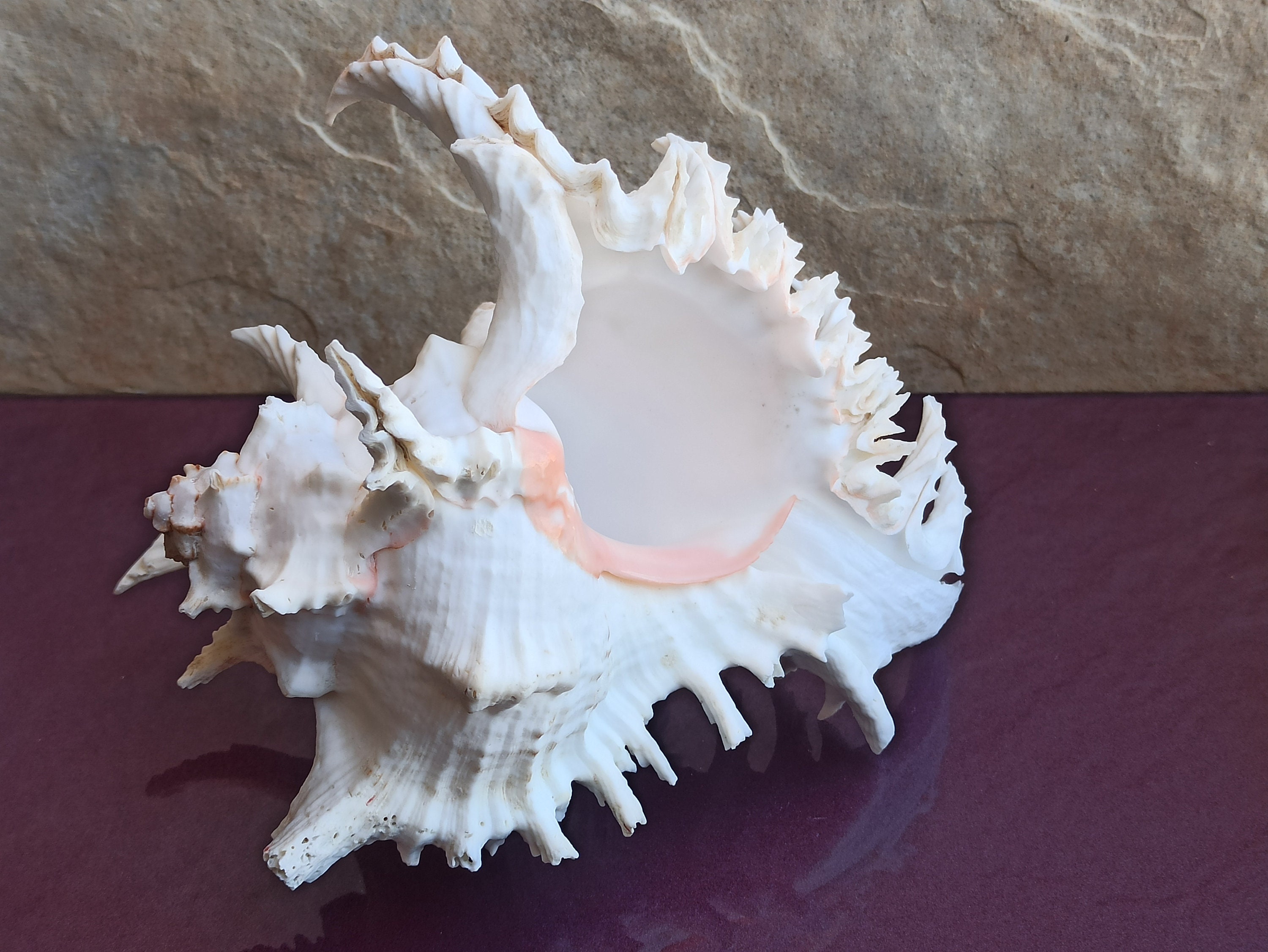 Huge Beautiful Shell Big Crab Shell Huge Ocean Shell Sea - Etsy