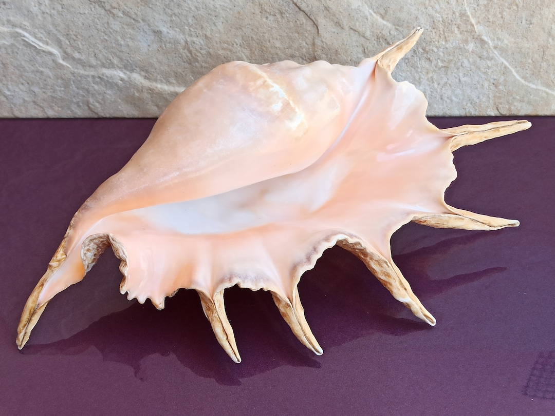 Large Common Lambis Seashell: Natural Ocean Shell Treasure (33x22x7 Cm ...
