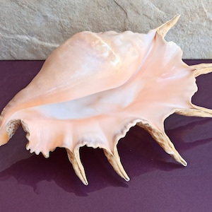 1080g Grande Enorme Bellissima Conchiglia, Grande Conchiglia, Enorme Conchiglia Oceanica, Tesoro di Conchiglie Marine, Conchiglie Naturali, Decorazione di Conchiglie, Decorazione di Nozze