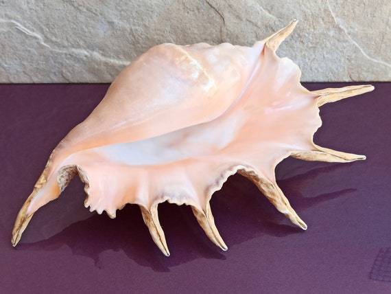Large Common Lambis Seashell: Natural Ocean Shell Treasure