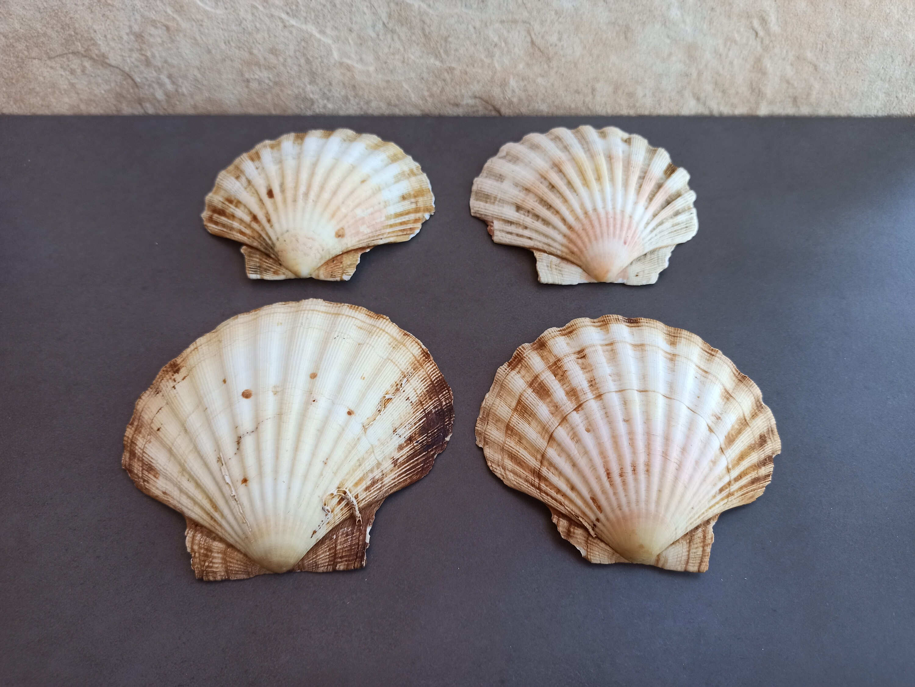 貝殻3セット アンティーク 置物 海 Amazon.co.jp: MUYYIKA カラフル 貝殻 アソート セット 天然素材