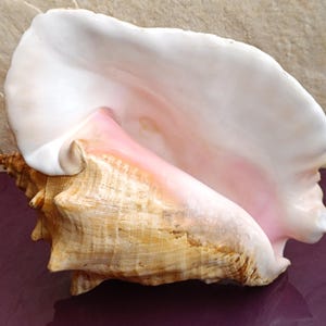 Bellissima conchiglia, grande conchiglia di granchio, enorme conchiglia oceanica, tesoro di conchiglie marine, conchiglie naturali, conchiglia marina, decorazione per matrimoni, decorazioni per matrimoni