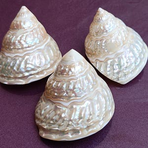 May include: Three pearlescent seashells with a spiral design. The shells have a creamy white base color with iridescent highlights of pink, green, and gold. The shells are arranged on a deep purple surface.