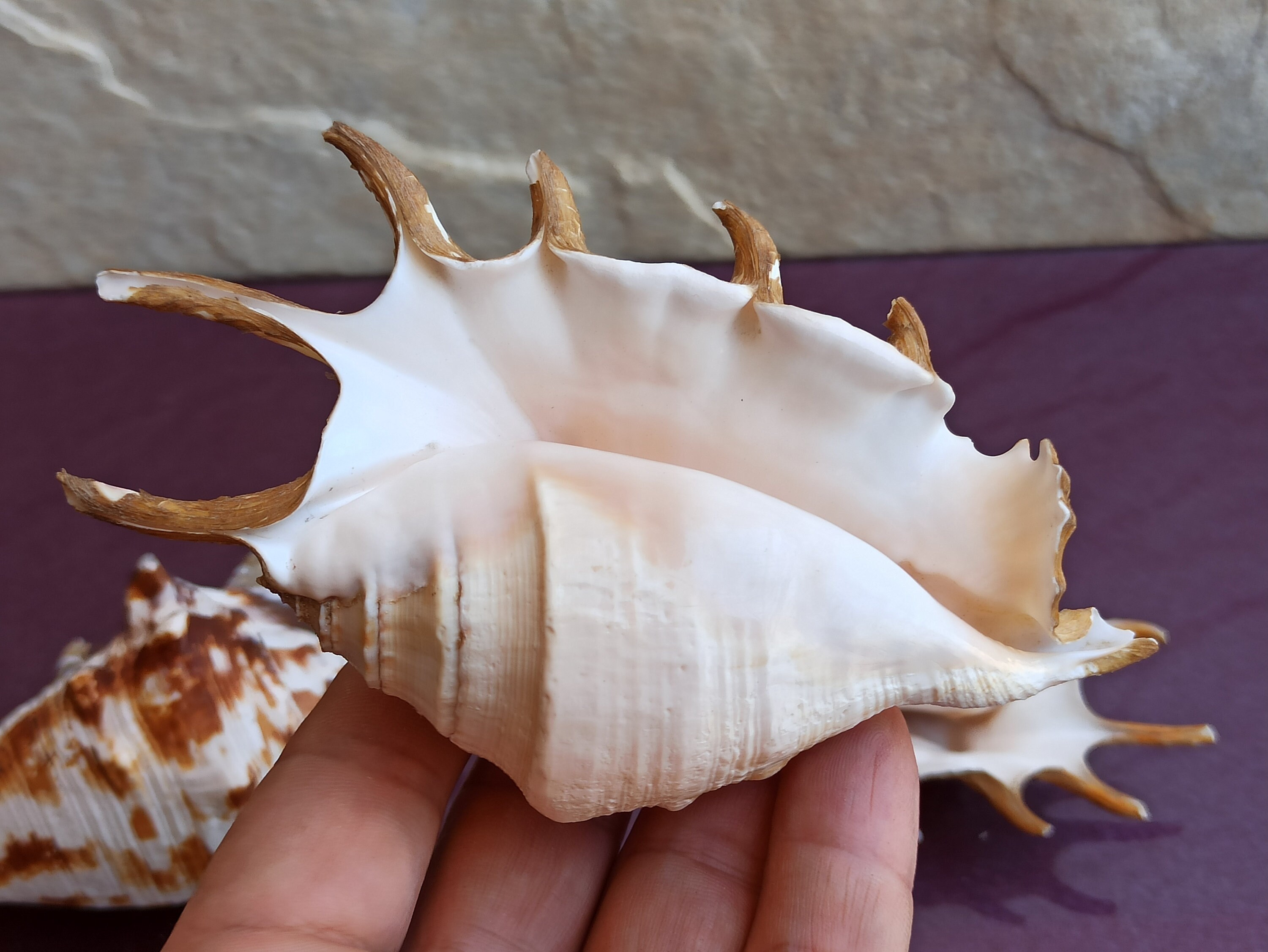 Conchiglie Placuna naturali - 8 pezzi, negozio online Home Decor
