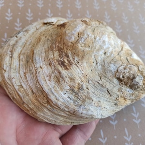 May include: A large, fossilised seashell with a white and brown colour scheme. The shell has a rough, textured surface and is shaped like a half-circle.