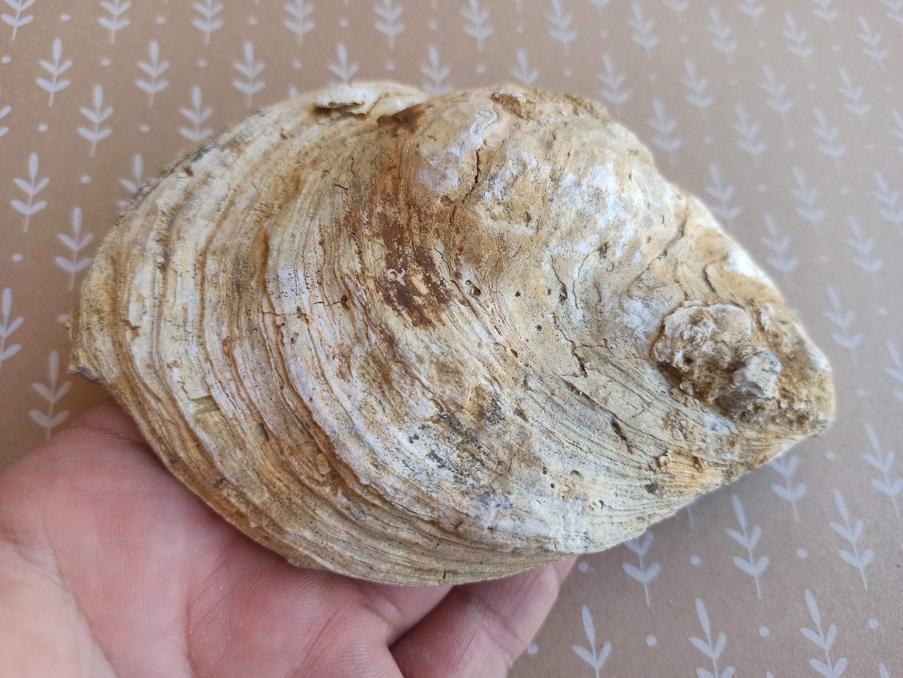 Large Fossil Shell, 100 Million Years Old, Ancient Shell, Fossil Clam
