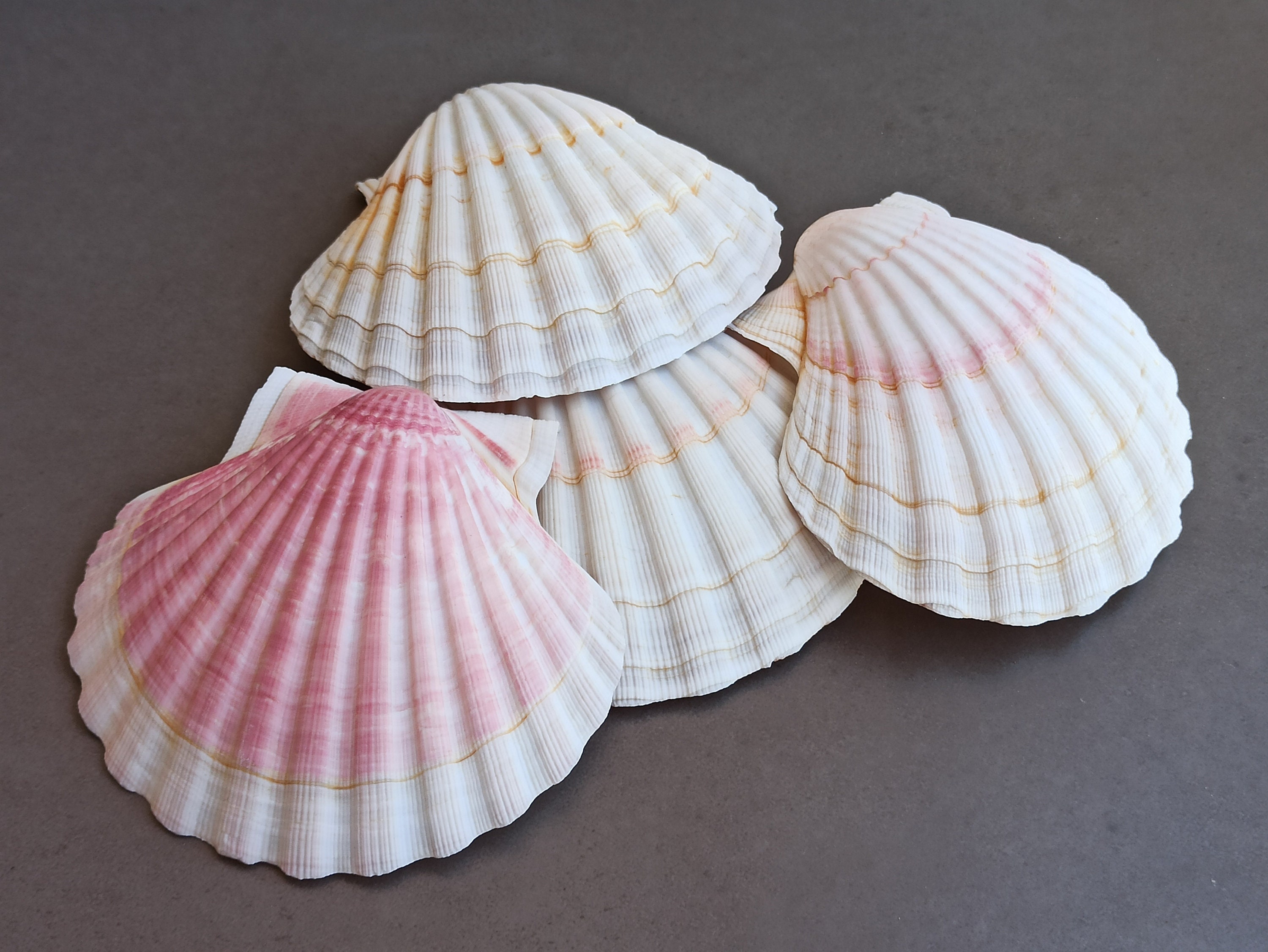 50 Small Natural Spiral Seashell, Spiral Sea Shell Bead, Bulk