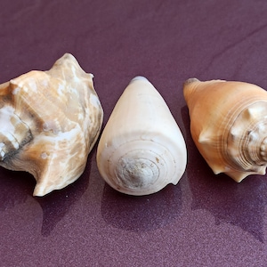 Set di 3 conchiglie marine naturali, bellissima conchiglia, grande conchiglia di granchio, enorme conchiglia oceanica, tesoro di conchiglie marine, conchiglie naturali, decorazione di nozze