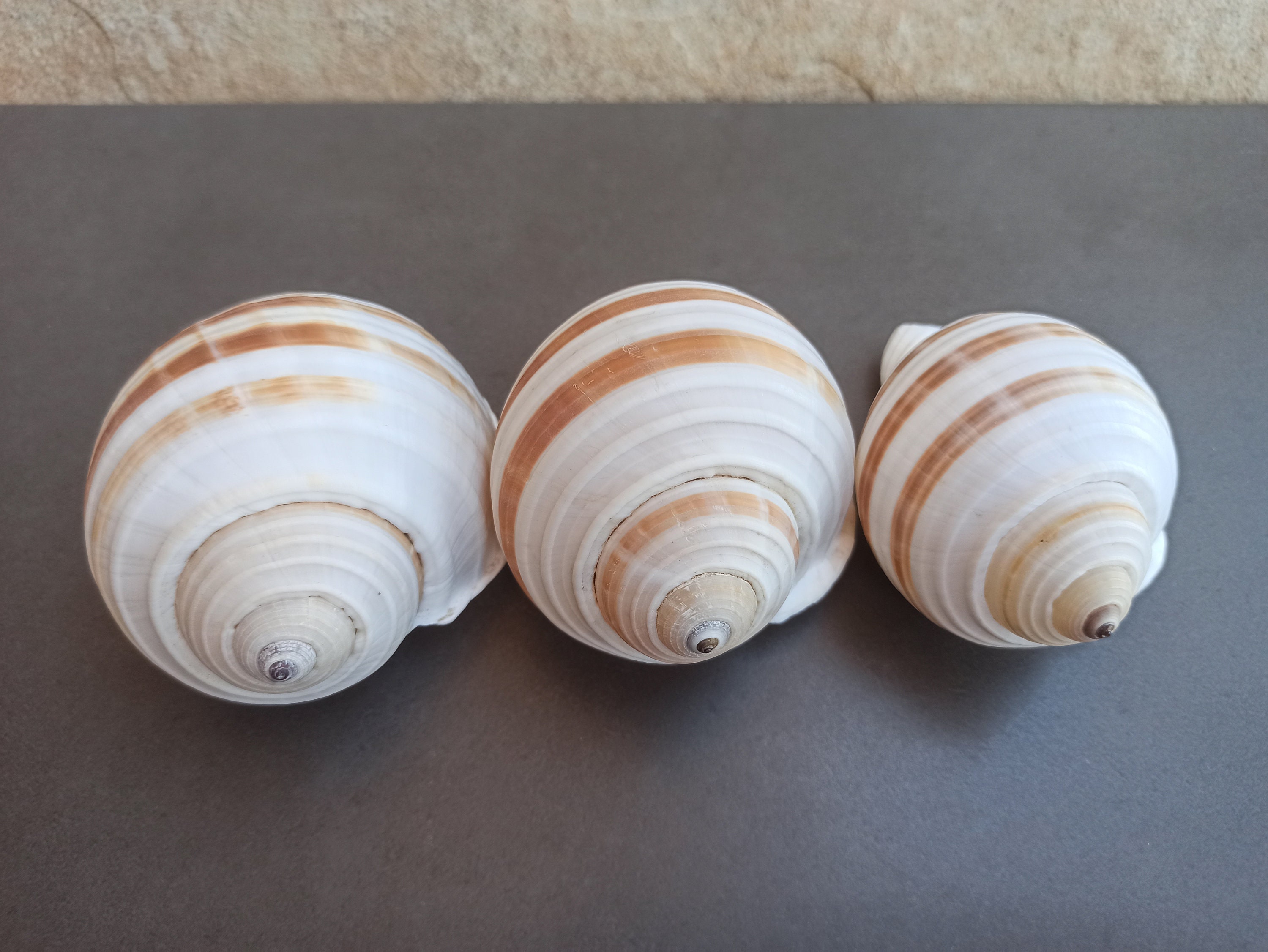 Northern moon Shells For Crafts Art Decor Natural Sea Shell 10 pcs