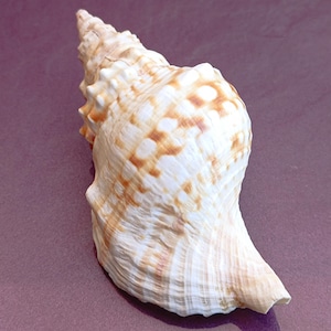 Bellissima conchiglia, conchiglia autentica, enorme conchiglia oceanica, tesoro di conchiglie marine, conchiglie naturali, conchiglia marina, decorazione per matrimoni