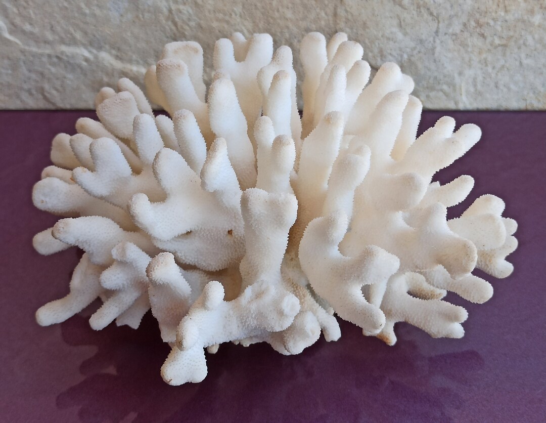 1293g Large White Coral, Large Coral Tree, Coral Reef Decor, Natural