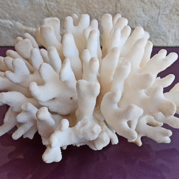 1293g Large White Coral, Large Coral Tree, Coral Reef Decor, Natural White Coral Tree, White Coral Reef, Natural Sea Coral