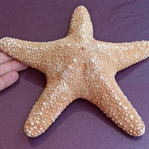 StarFish, Huge StarFish, Big StarFish, Sea StarFish, Ocean StarFish, Enormous StarFish, Unique Star Fish, Sea Treasure, Ocean Collection